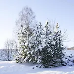 Ferienwohnung Hexenzauber I Und II In Braunlage *